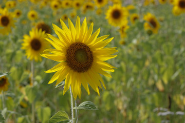 Fototapeta premium Sunflowers on a green field during blooming and harvest