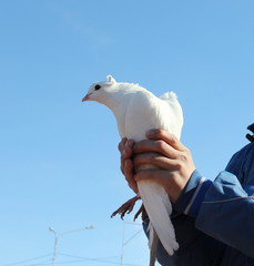 Чубатый голубь 