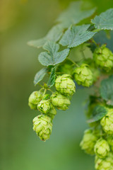 Detail of fresh hops cones