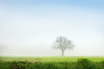 Fototapeta na wymiar Tree in grassland on foggy morning