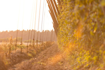 Detail of fresh hops cones