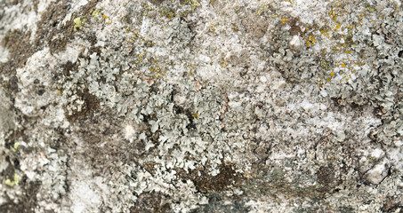 lichen