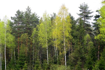 Forest on spring time in Lithuania country