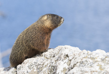 Yellow-bellied marmot