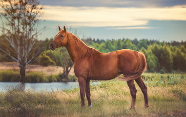 Fototapeta premium horse