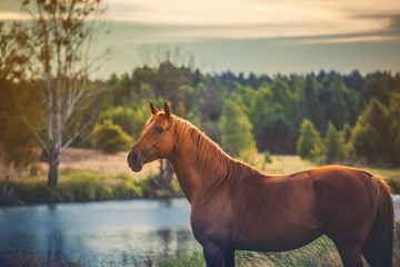 horse