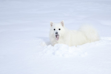 Fototapeta na wymiar white spitz walking on the snow winter forest