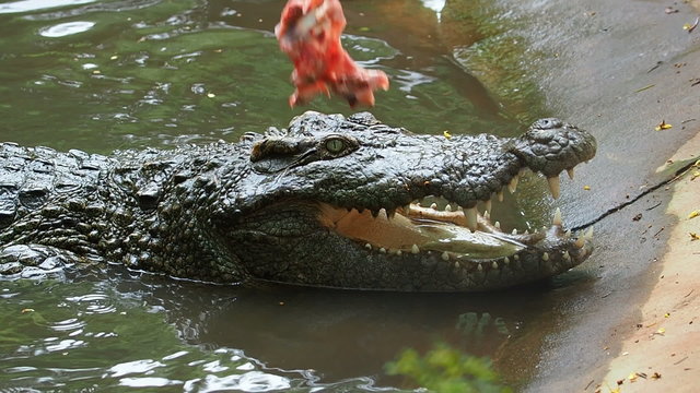 crocodiles eating food in pond.
