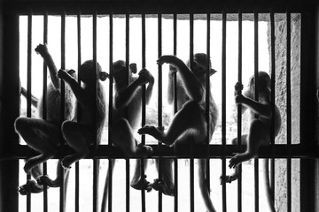 Monkeybars (free animals sitting on a fence)