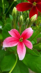 Pink flower