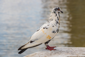 Pigeon at The River