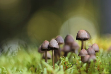 small mushrooms toadstools