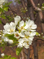 fiori di pero in primavera