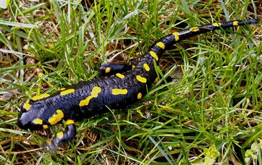 Salamandra, in giallo e nero