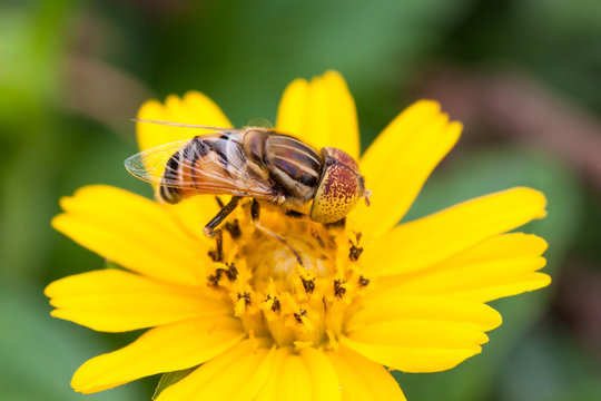Insects on flowers