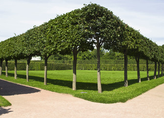 the trees in the Park in Tsarskoye Selo St. Petersburg