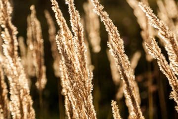 Grass spikelet on the field at sunset