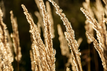 Grass spikelet on the field at sunset