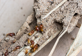 Termites are nesting in the timber.