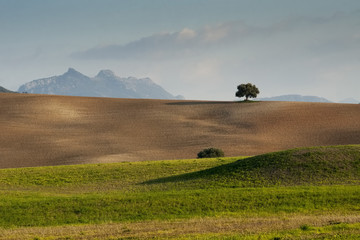 Obraz premium Árbol en cultivo frente a la sierra