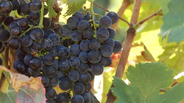 Raisins sur pied de vigne (gros plan)