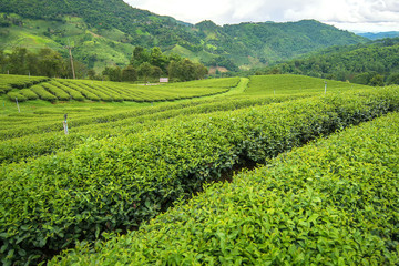Fototapeta na wymiar beautiful green tea field at doi mea salong