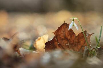 Spring snowdrop flowers