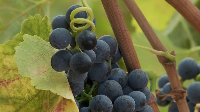 Raisins sur pied de vigne (gros plan)