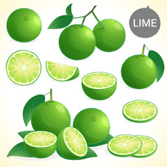 Set of green lime with leaf in various styles vector format