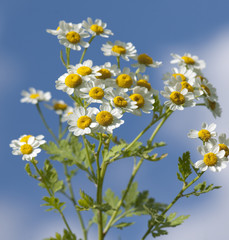 Roemischer Bertram; Anacyclus pyrethrum;