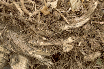 firewood