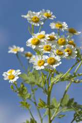 Roemischer Bertram; Anacyclus pyrethrum;
