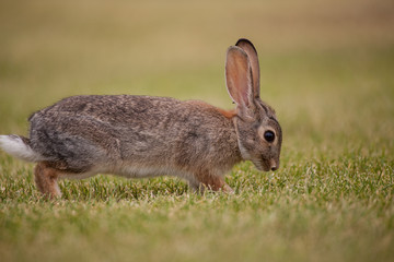Cottontail Rabbit