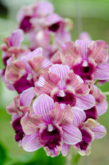 Obraz premium orchid flower