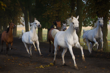 Obraz na płótnie Canvas Galloping horses