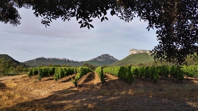 Vignoble du Pic Saint Loup