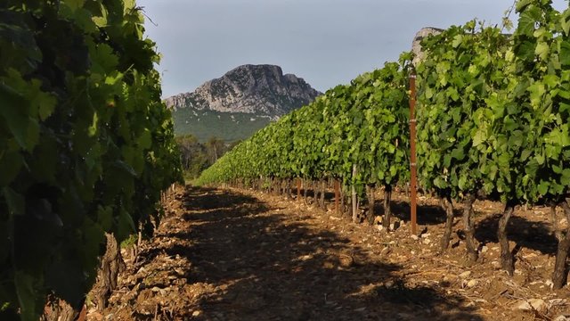 Vignoble du Pic Saint Loup