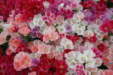 Fototapeta premium Massed blooms of pink, red, lilac and white flowers