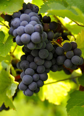 Grappe de Raisin