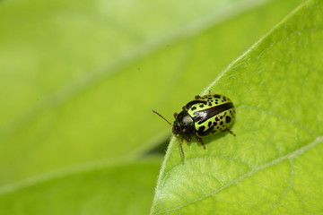 Fototapeta premium Zielony i czarny kolorowy chrząszcz na liściach
