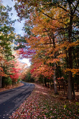 Fall Roadway