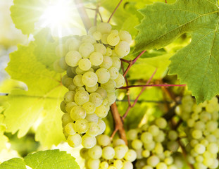 Blaue Weintrauben am Weinstock