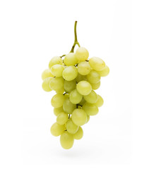 Blaue Weintrauben am Weinstock