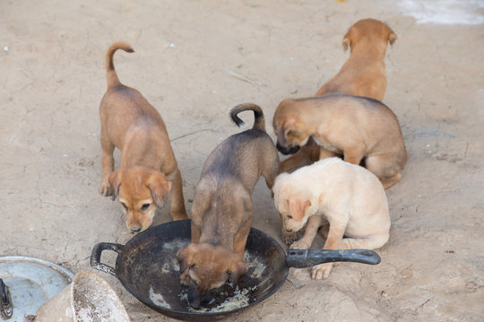 Puppies eat are hungry eat poor scramble.
