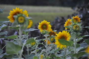Sunflowers