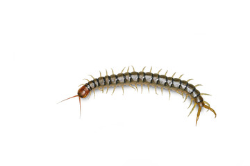 Close up head and tail of Centipede