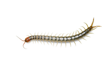 Close up head and tail of Centipede