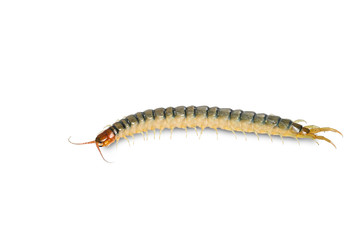 Close up head and tail of Centipede