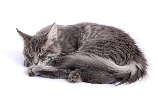 Chaton Maine Coon endormi