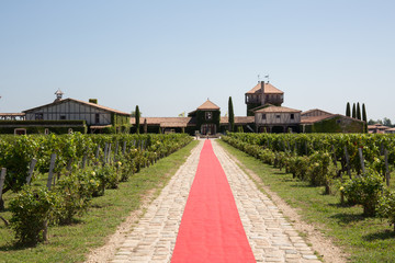 Vineyards in rows. Seedlings vines.Graft of the vines.